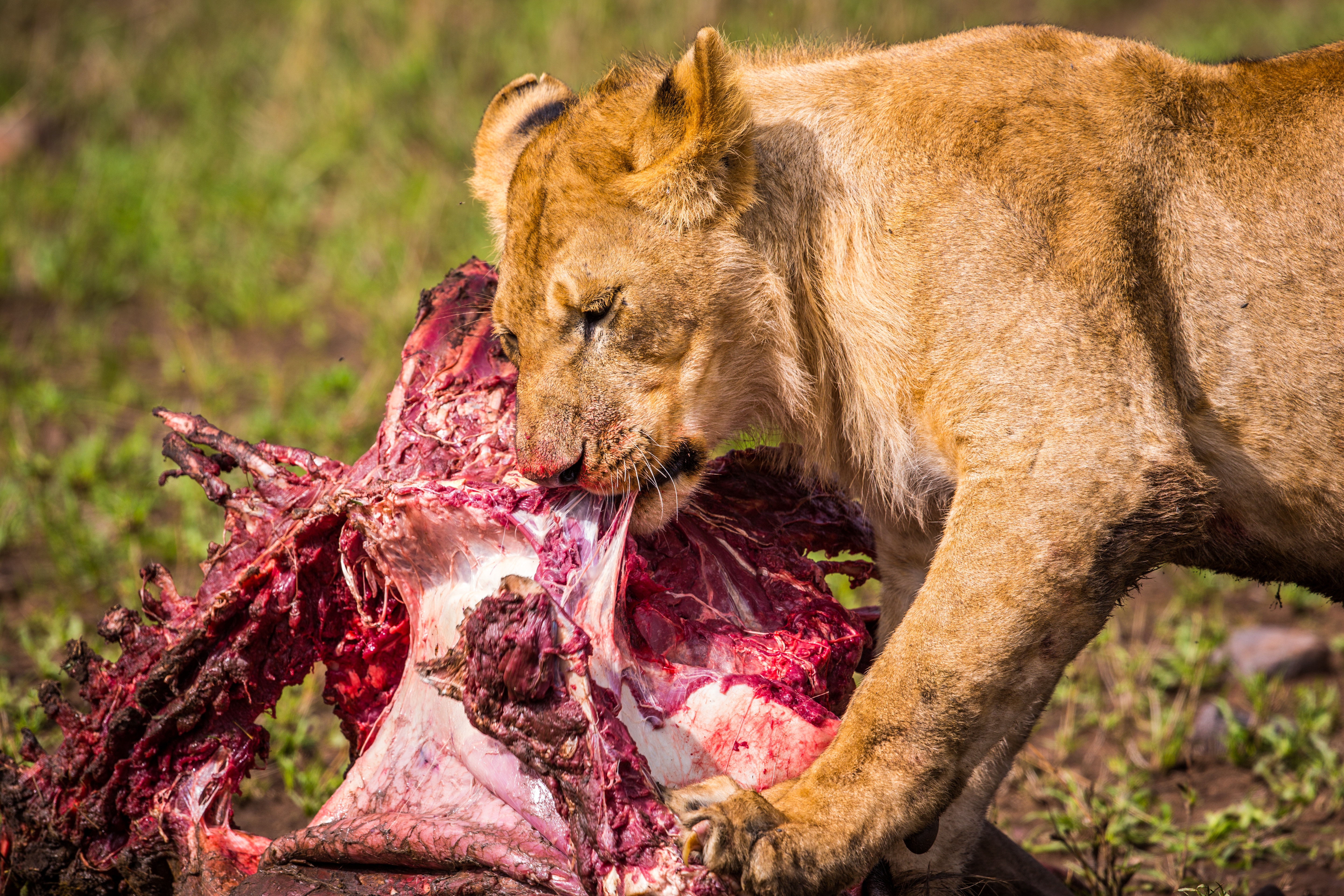 Feeding Lion